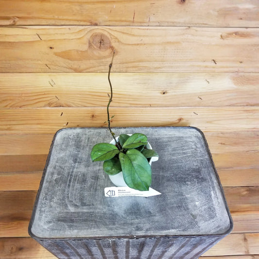 Hoya Hainanensis, 2" Plant