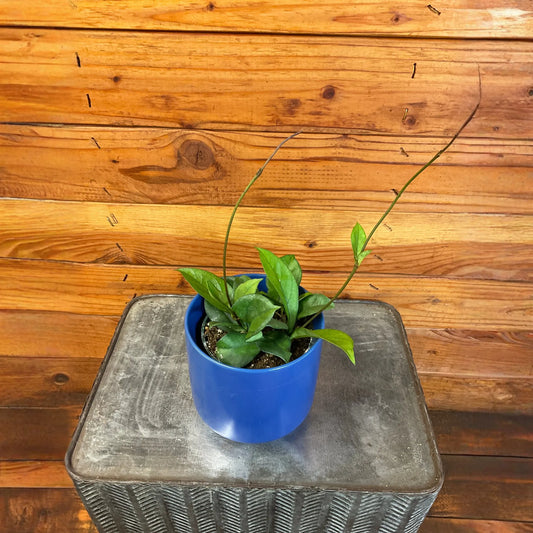 Hoya Hainanensis, 4" Plant
