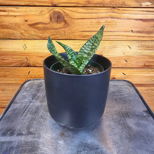 Sansevieria Green Hahnii, 4" Plant