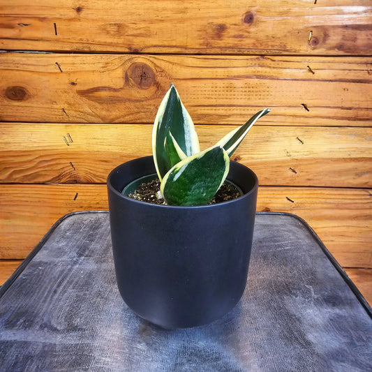 Sansevieria Jade Pagoda Hahnii, 4" Plant