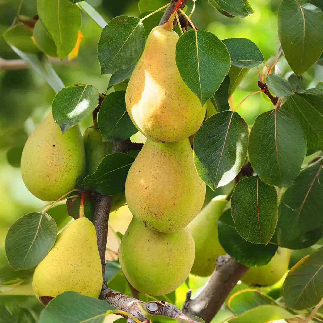 8 Kieffer Pear Scion Wood Cutting - 10-12", Pyrus calleryana, Hardy Fruit Tree, Ideal for Rooting or Grafting, Fruit Tree Propagation