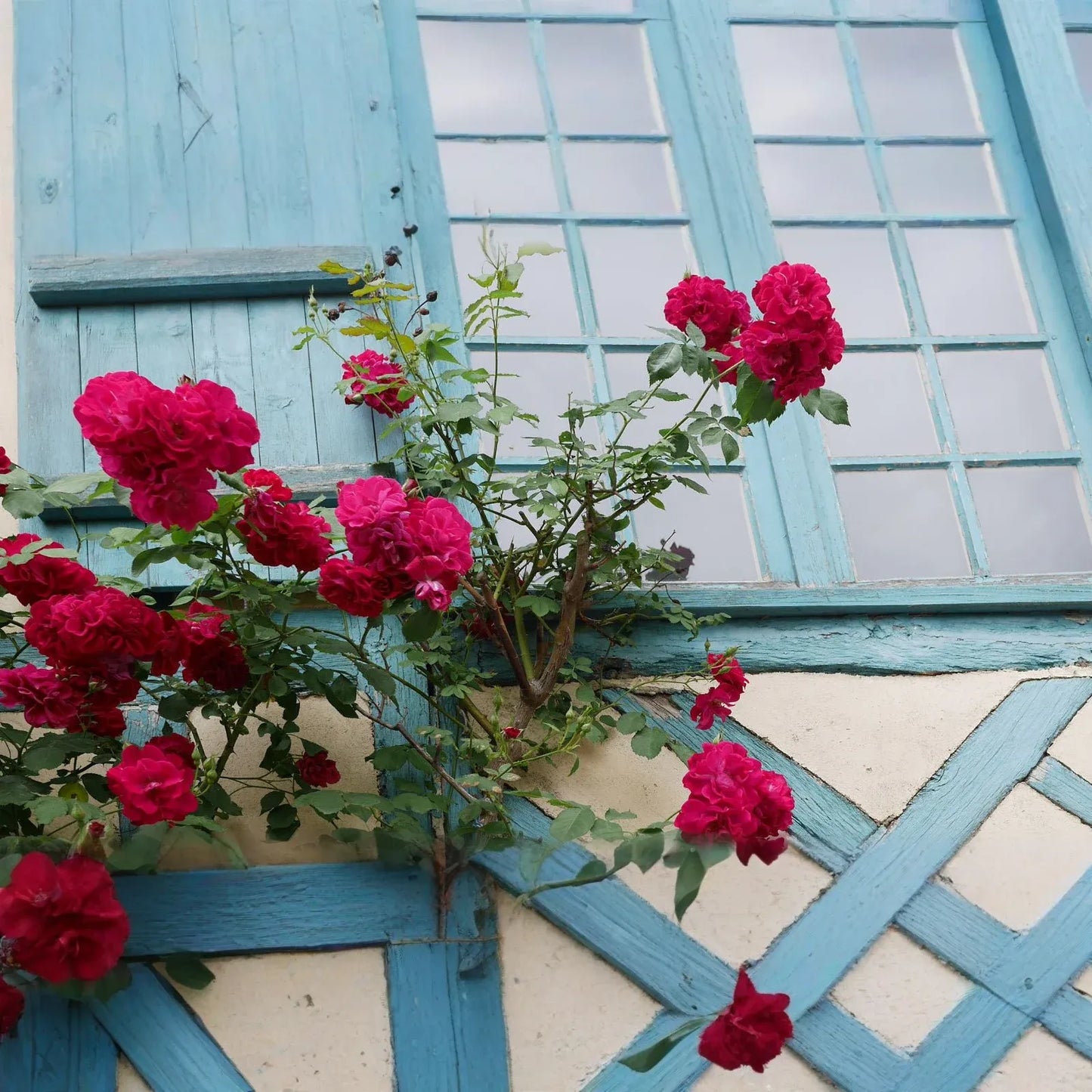 20 Red Climbing Rose Seeds - Fragrant Perennial Vine - Fast-Growing Flower for Trellis, Arbors & Fences - Easy to Grow
