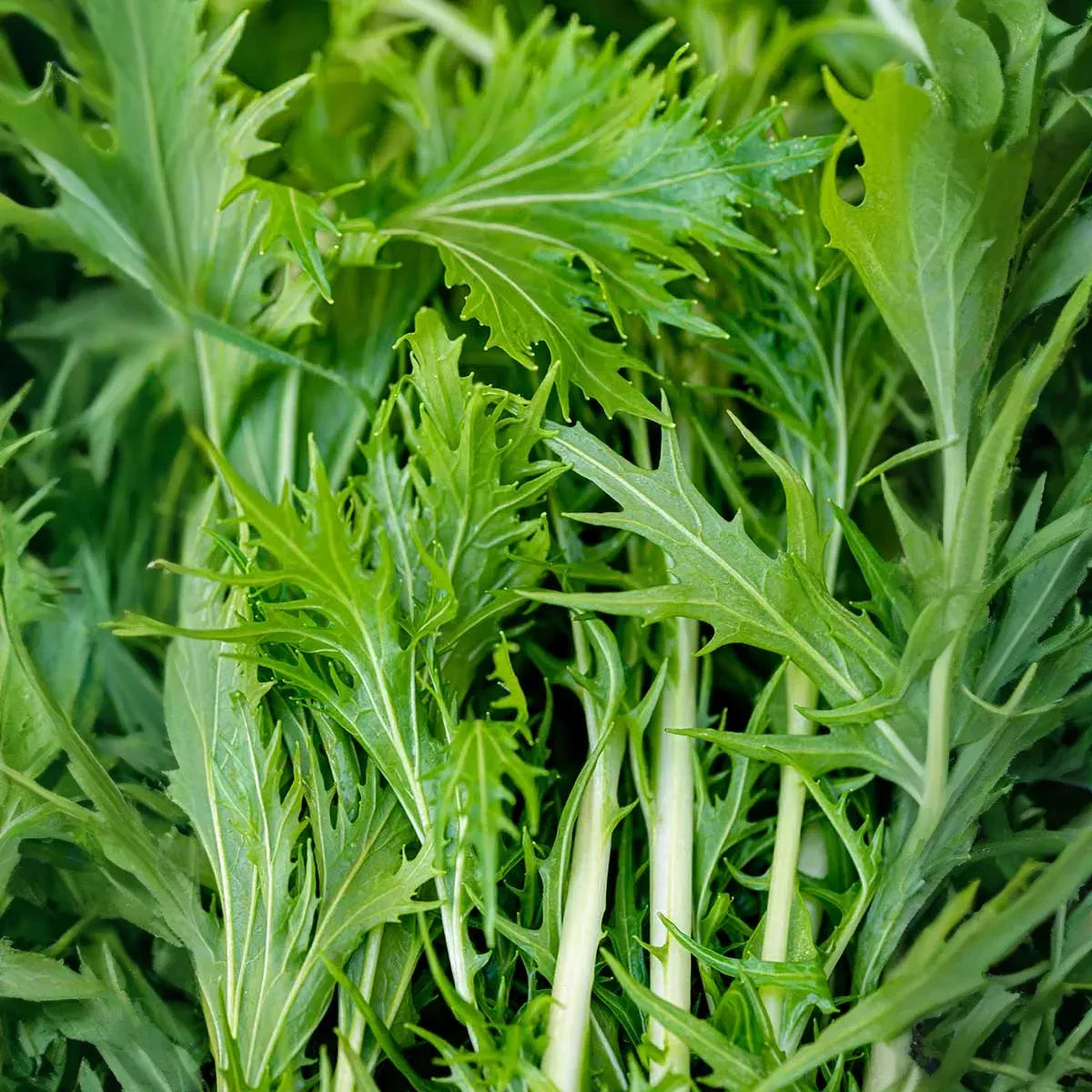 500 mg Seeds Mizuna Spinach Early – Brassica rapa | Heirloom Vegetable for Planting, Fast-Growing Greens, Fresh Harvest