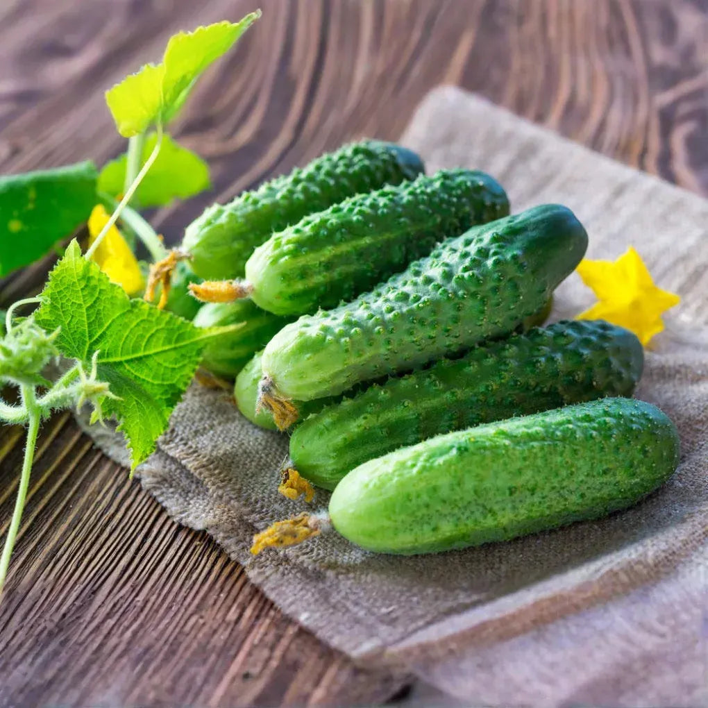 100+ Pickling Cucumber Seeds | Cucumis sativus | Crisp, Compact Variety for Pickles & Gardens | Non-GMO Vegetable Seeds