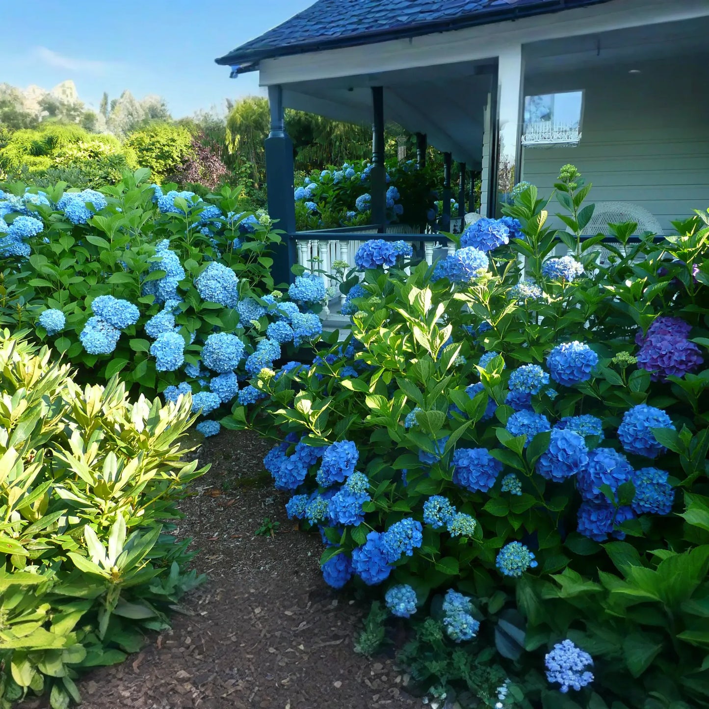 5 Blue Hydrangea Bushes - Hydrangea macrophylla | Old-Fashioned Variety | Live Flowering Plants for Garden Borders & Cottage Landscapes