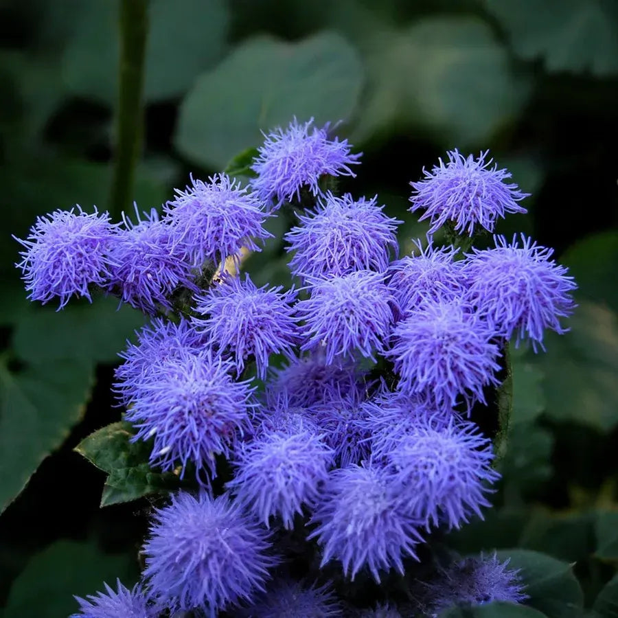 50 Blue Planet Flossflower Seeds | Ageratum houstonianum | Non-GMO Annual for Borders, Beds & Containers | Soft Blue Blooms