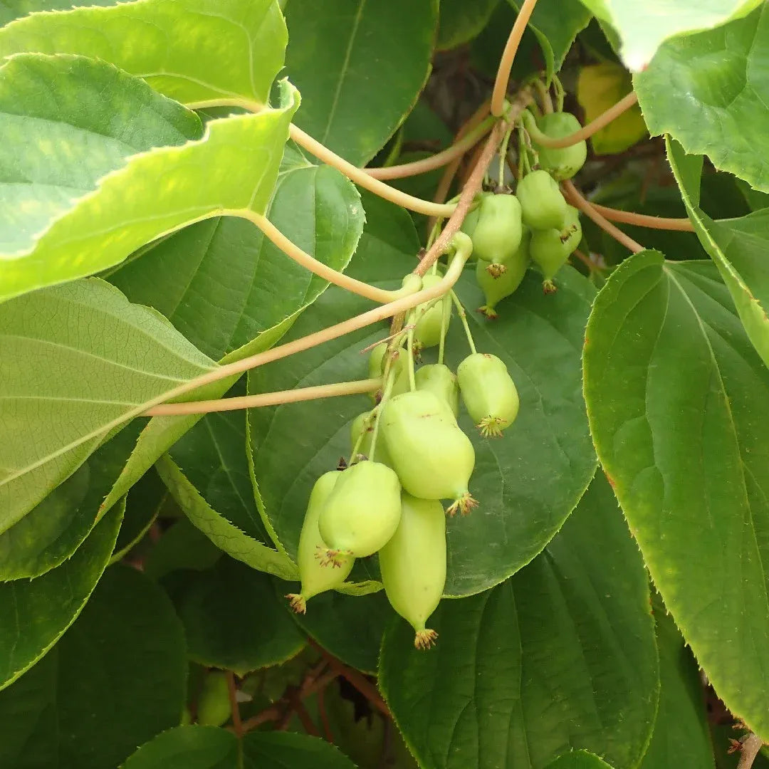 10 Hardy Kiwi Actinidia Arguta Geneva Organic Female Unrooted Cuttings – Non-GMO, Hardy Fruit Plant