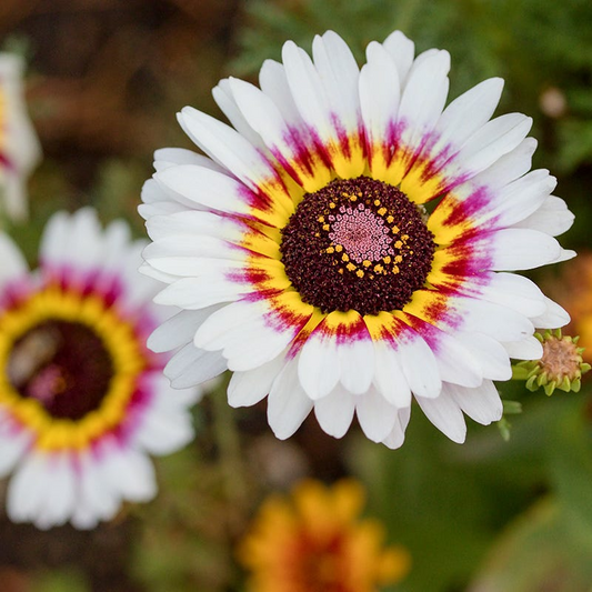 100 Painted Daisy Flower Seeds | Chrysanthemum coccineum | Colorful Perennial for Pollinator Gardens, Borders & Bouquets