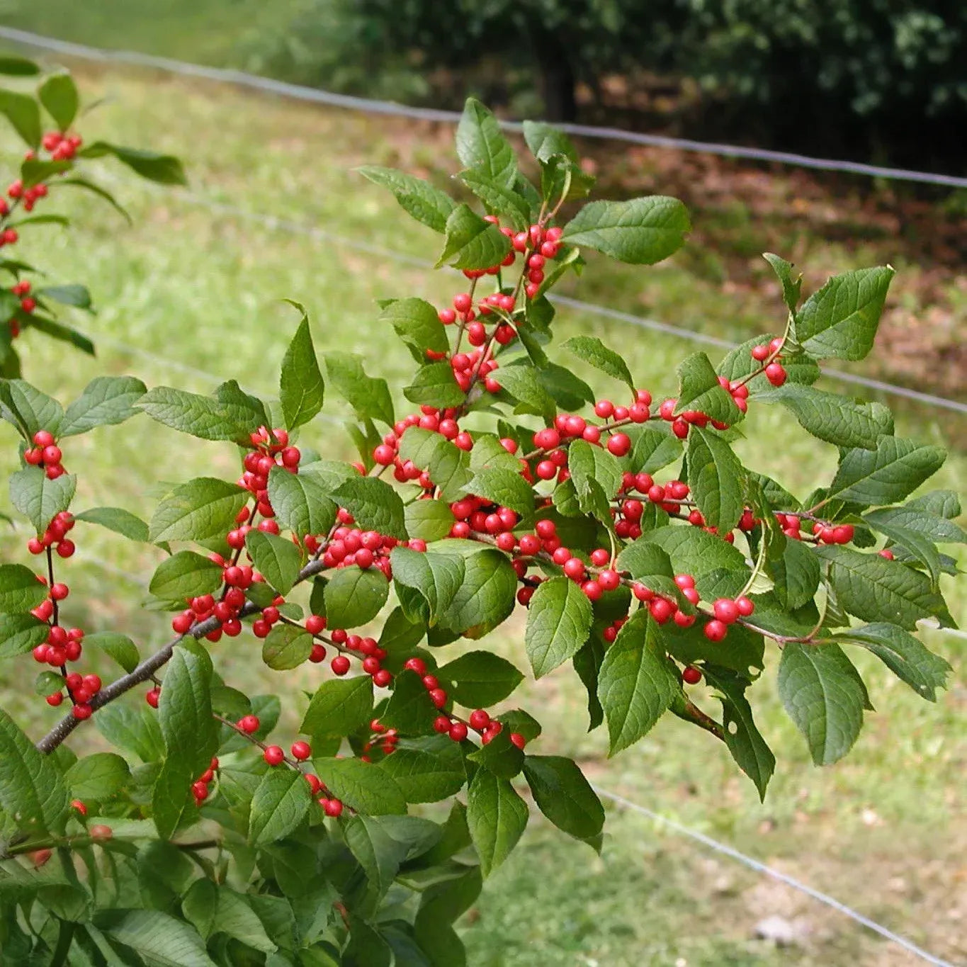 250 mg Seeds Ilex Verticillata - Winterberry Holly for Planting | Decorative Shrub for Wildlife & Landscaping