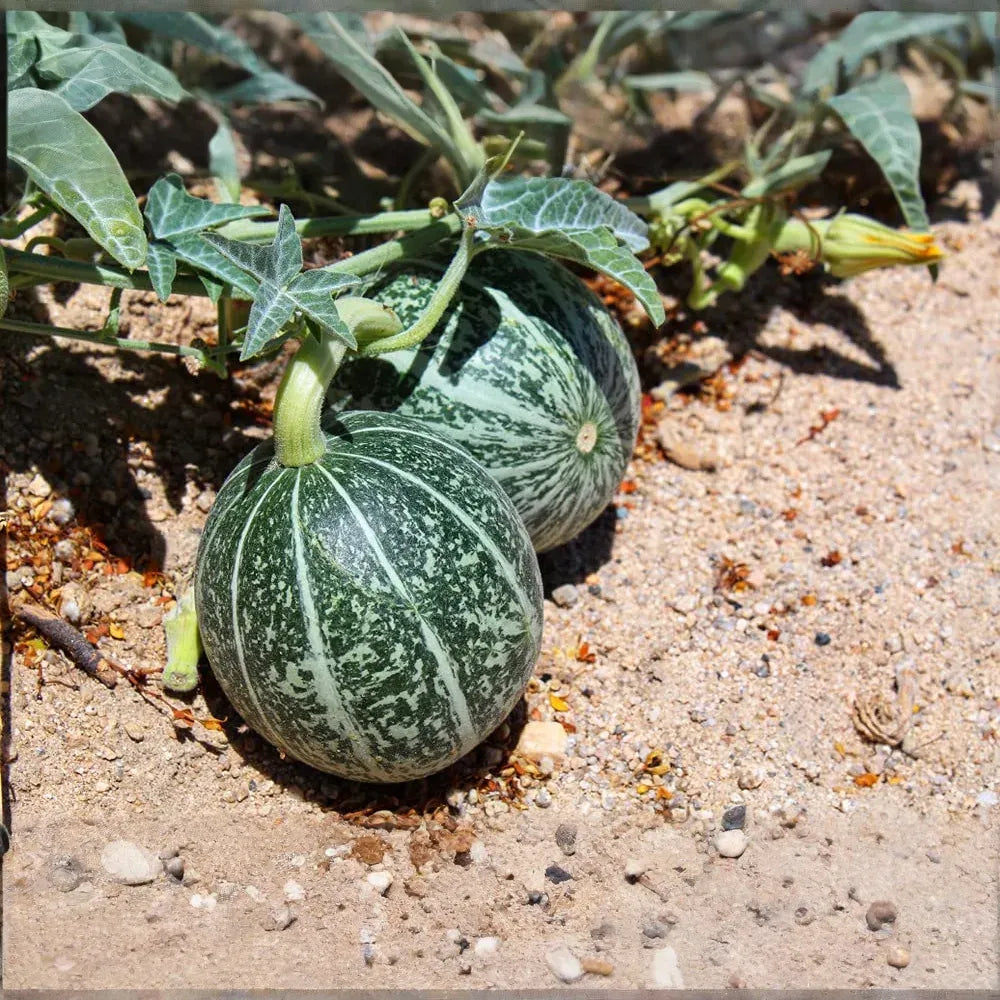 10 Rare Silver Fox Melon Seeds | Bright Striped Heirloom Melon | Sweet Summer Fruit for Garden Beds & Warm Climates | Non-GMO