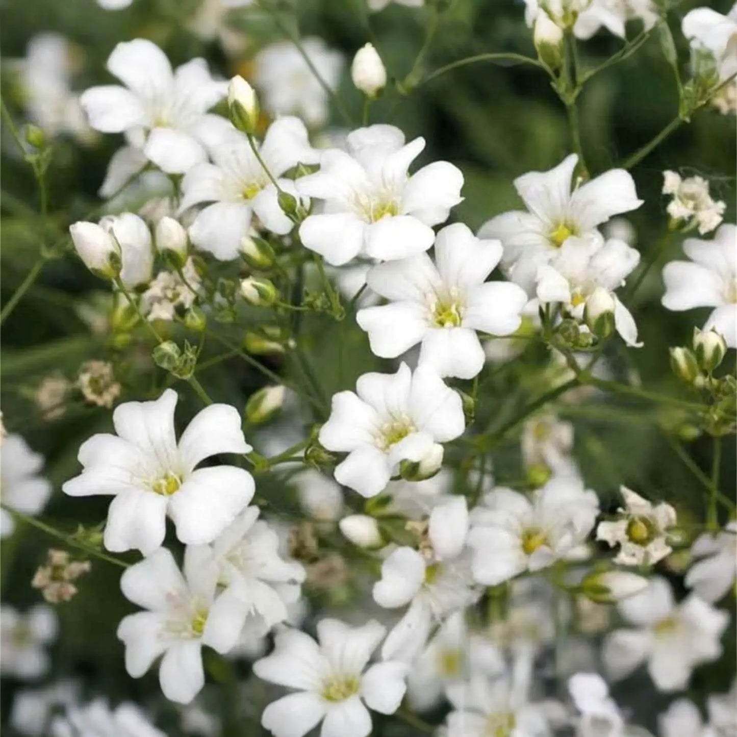 1,000 Baby’s Breath Seeds | Gypsophila elegans | Non-GMO Annual Flowers for Bouquets, Borders & Pollinator Gardens