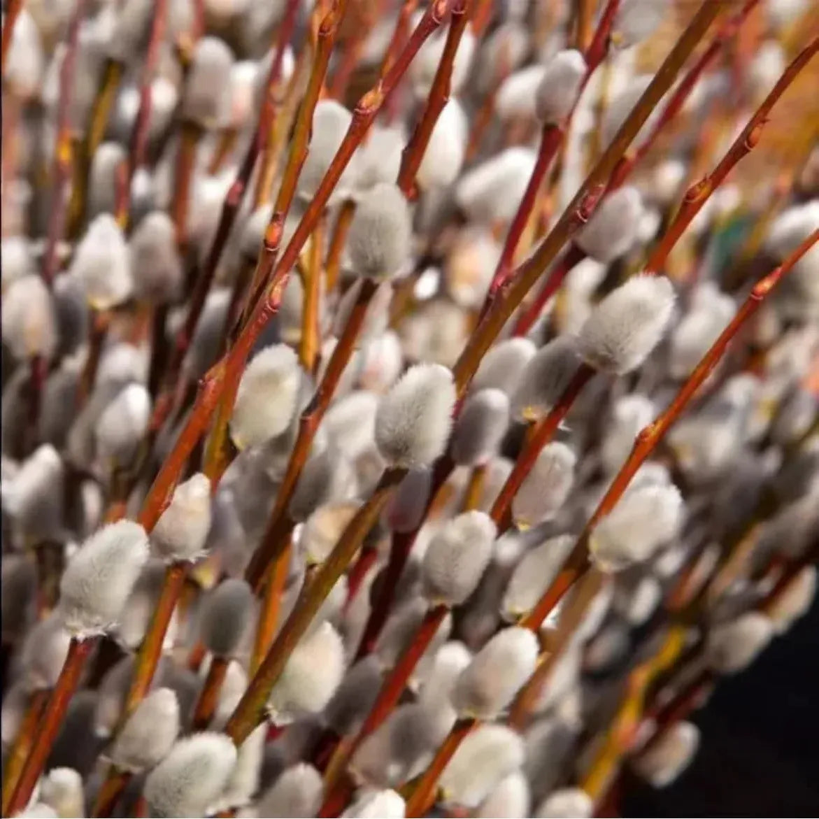 1 French Pussy Willow Shrub - Salix caprea | 1-2 ft Tall | Bare Root Deciduous Shrub | Early Blooming Landscape Plant