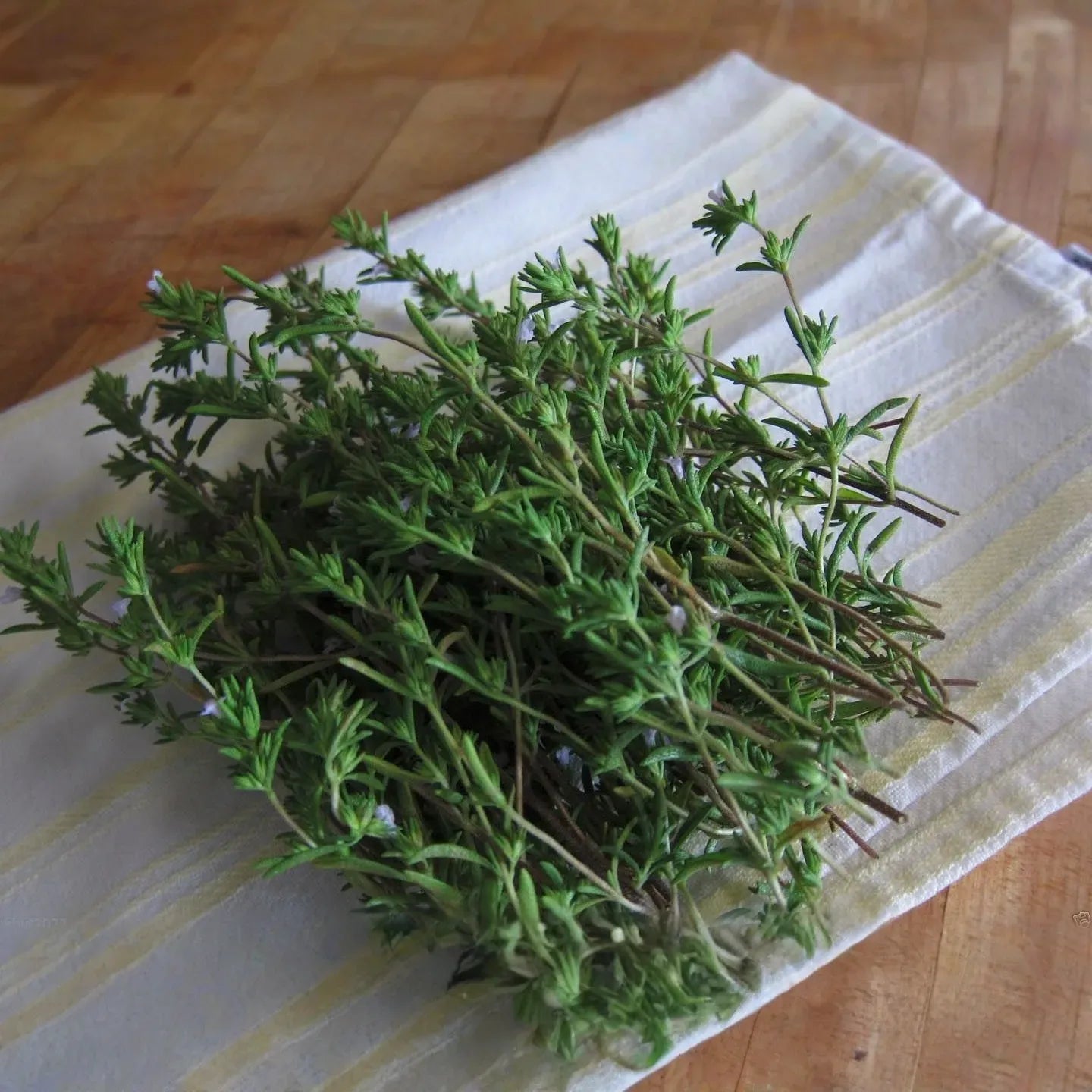 500 Summer Savory Seeds for Planting - Satureja hortensis - Fresh Herb for Cooking, Garden, Mediterranean Dishes, & Herbal Teas