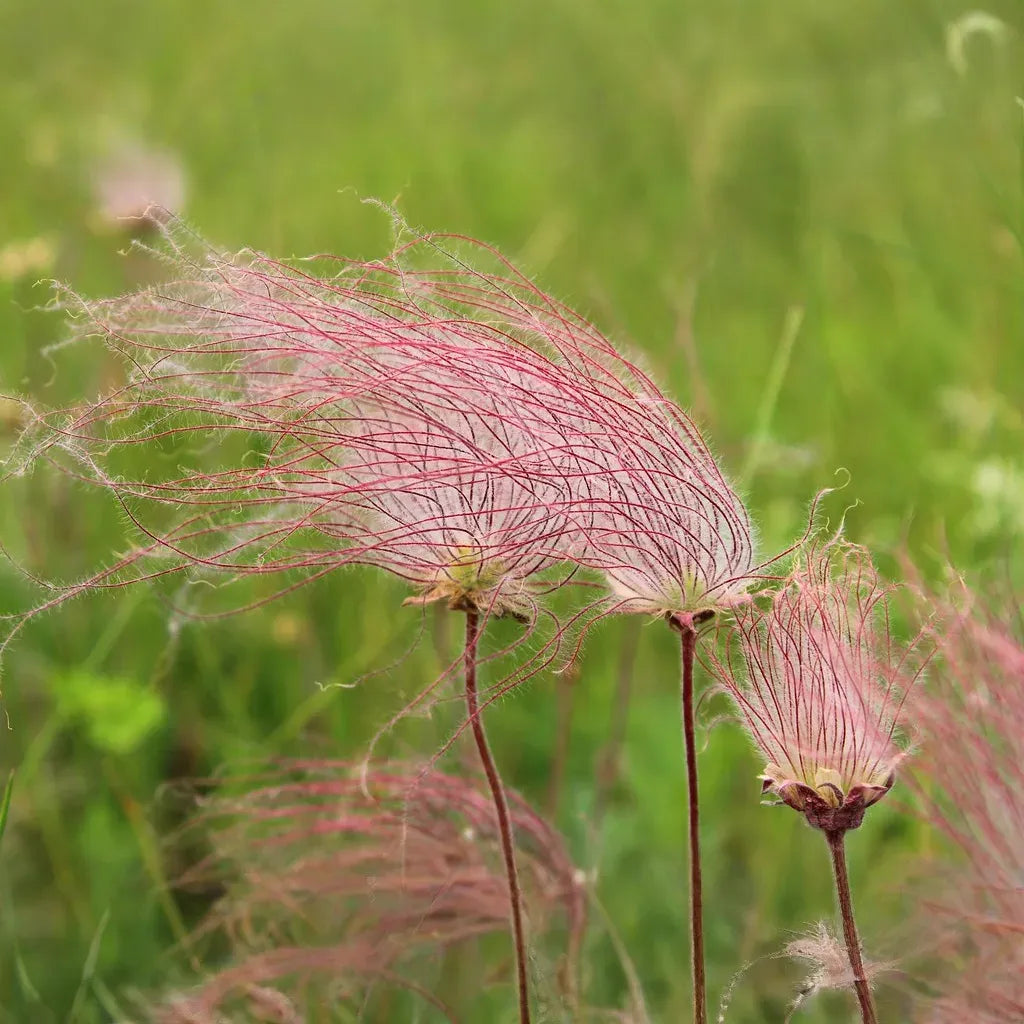 20 Prairie Smoke Fire Flower Seeds – Geum triflorum – Rare Wildflower Seeds for Garden – Unique Feather-Like Blooms