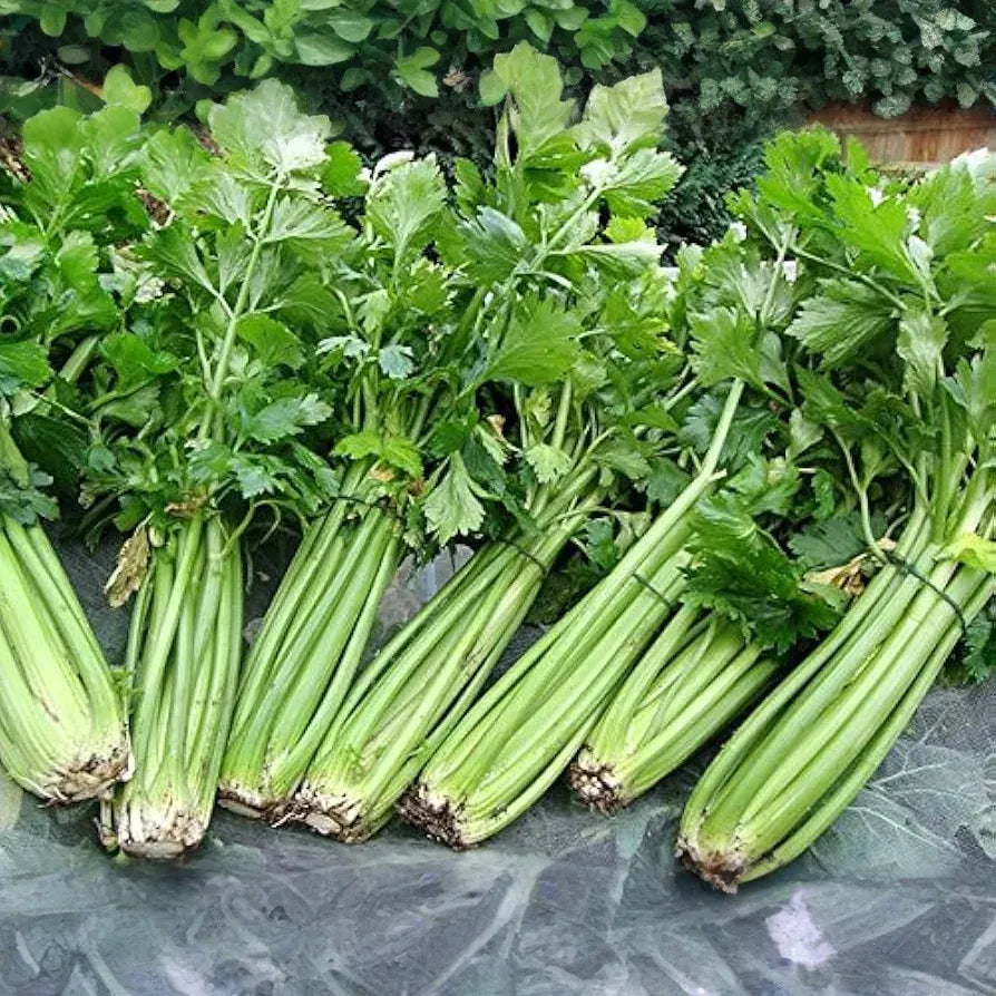 1350 Seeds Chinese Celery Kintsai Dark Green – Apium graveolens | Heirloom Celery for Planting, Gardening & Fresh Culinary Use