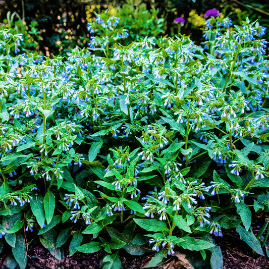 True Comfrey – 20 Seeds