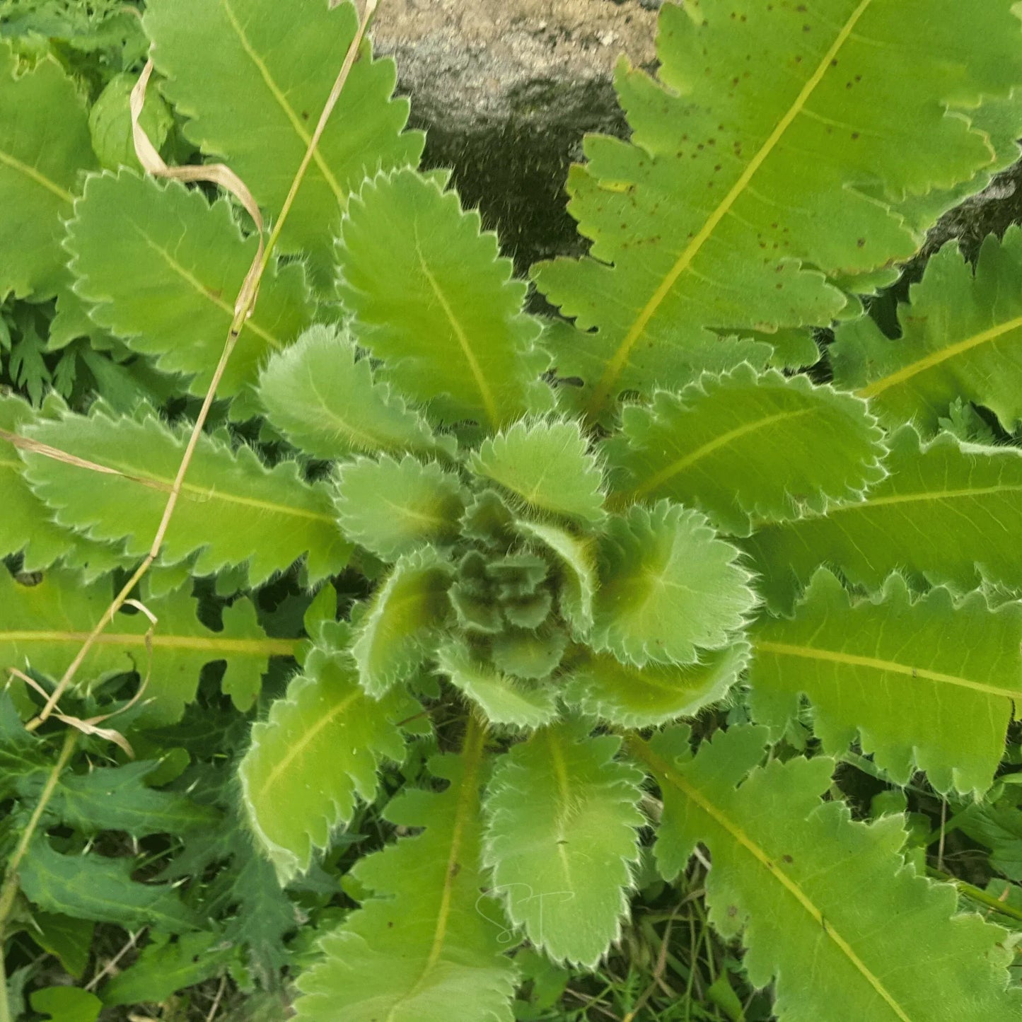 Wild Lettuce – 20 Seeds