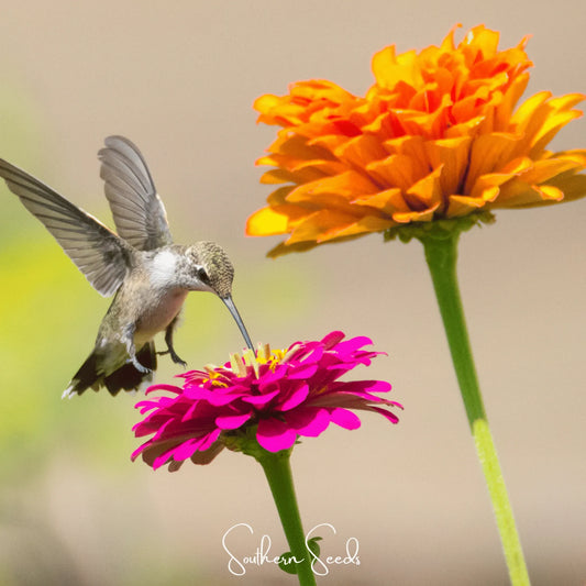 California Giants Zinnia – 100 Seeds