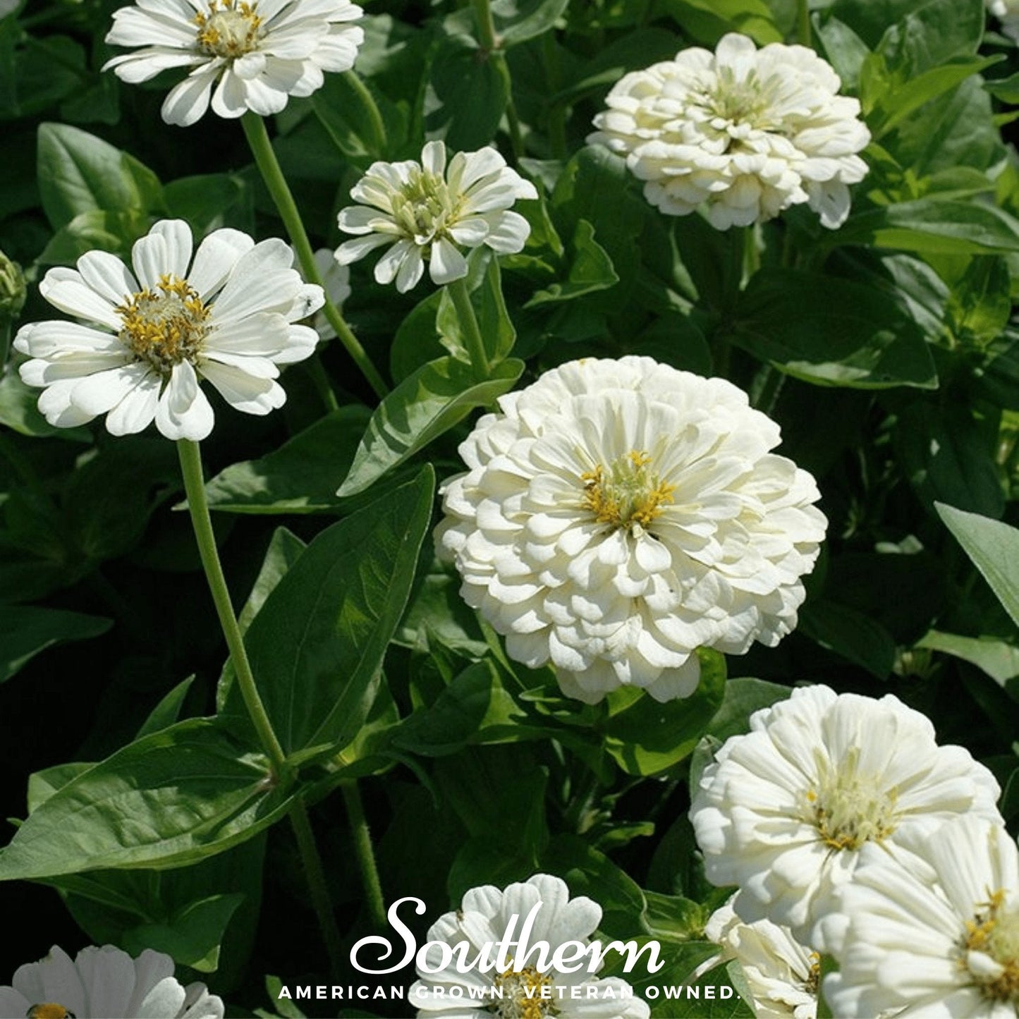 Polar Bear Zinnia – 100 Seeds