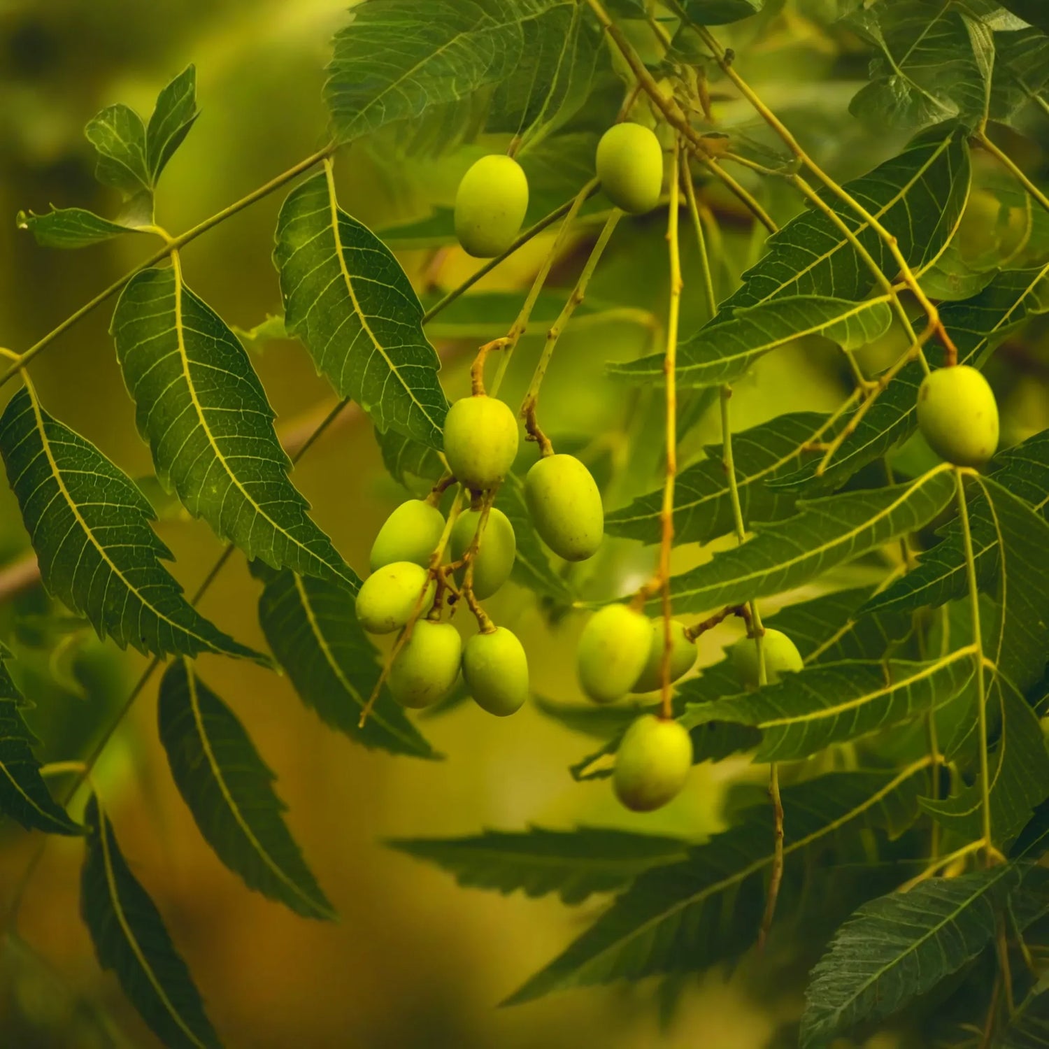 Bath + Body » Neem Oil - Little Red General Store