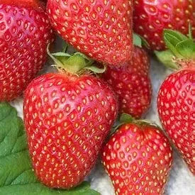 Food + Groceries » Fresh Produce - Little Red General Store