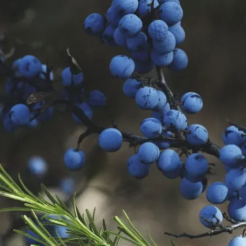 Food + Groceries » Fresh Produce » Grow your own - Little Red General Store