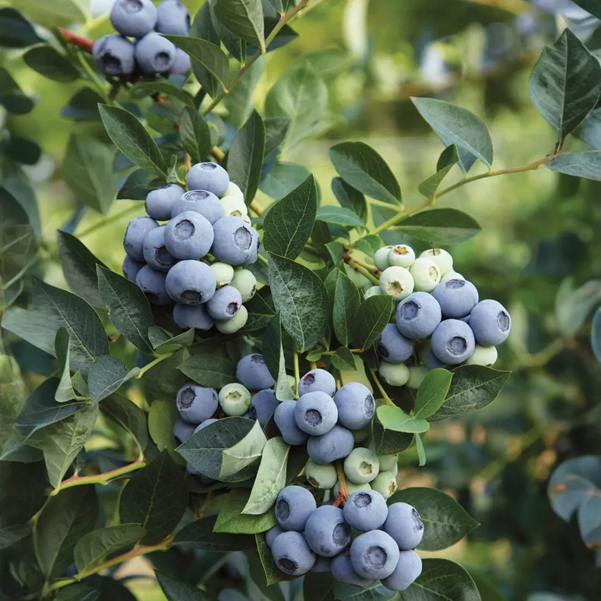 Plants + Seeds » Blueberry - Little Red General Store