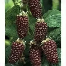 Plants + Seeds » Boysenberry - Little Red General Store