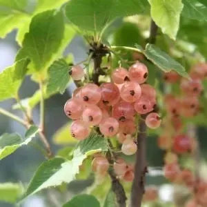 Plants + Seeds » Currant - Little Red General Store