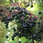 Plants + Seeds » Elderberry - Little Red General Store