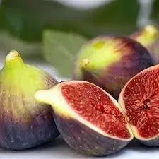 Plants + Seeds » Fig - Little Red General Store