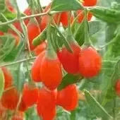 Plants + Seeds » Goji - Little Red General Store