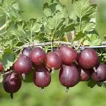 Plants + Seeds » Gooseberry - Little Red General Store