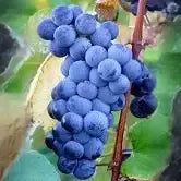 Plants + Seeds » Grape - Little Red General Store