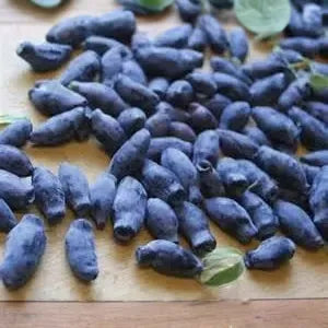 Plants + Seeds » Honeyberry / Haskap - Little Red General Store