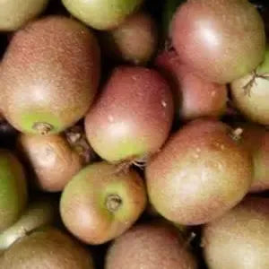 Plants + Seeds » Kiwi - Little Red General Store