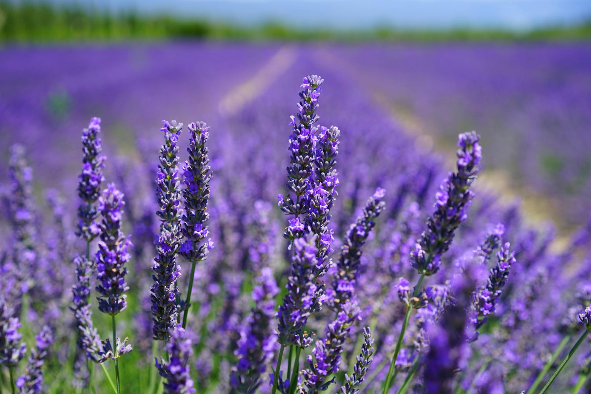 Plants + Seeds » Lavender - Little Red General Store
