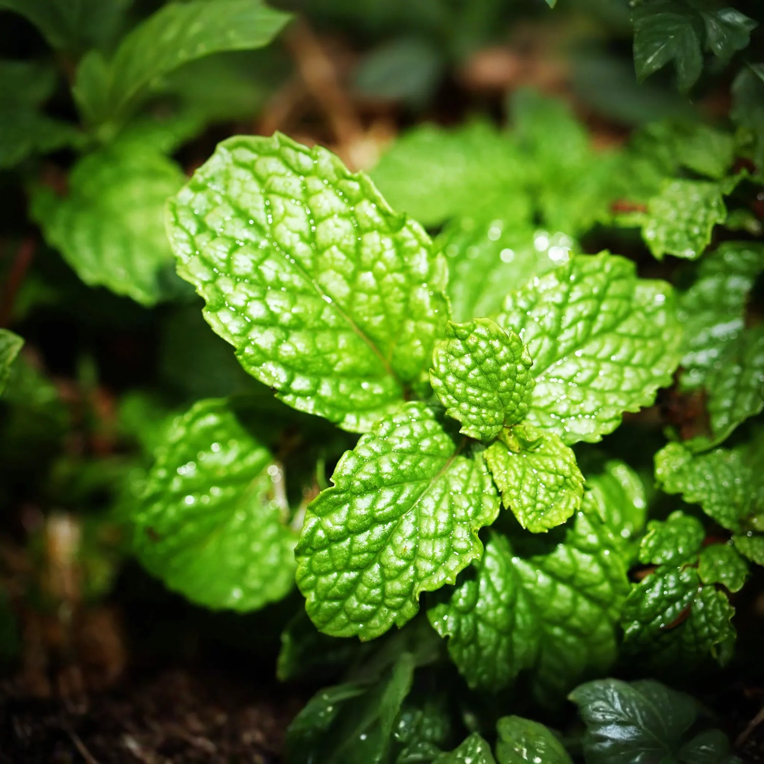 Plants + Seeds » Mints - Little Red General Store