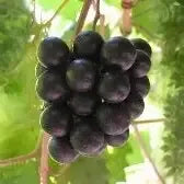 Plants + Seeds » Muscadine - Little Red General Store