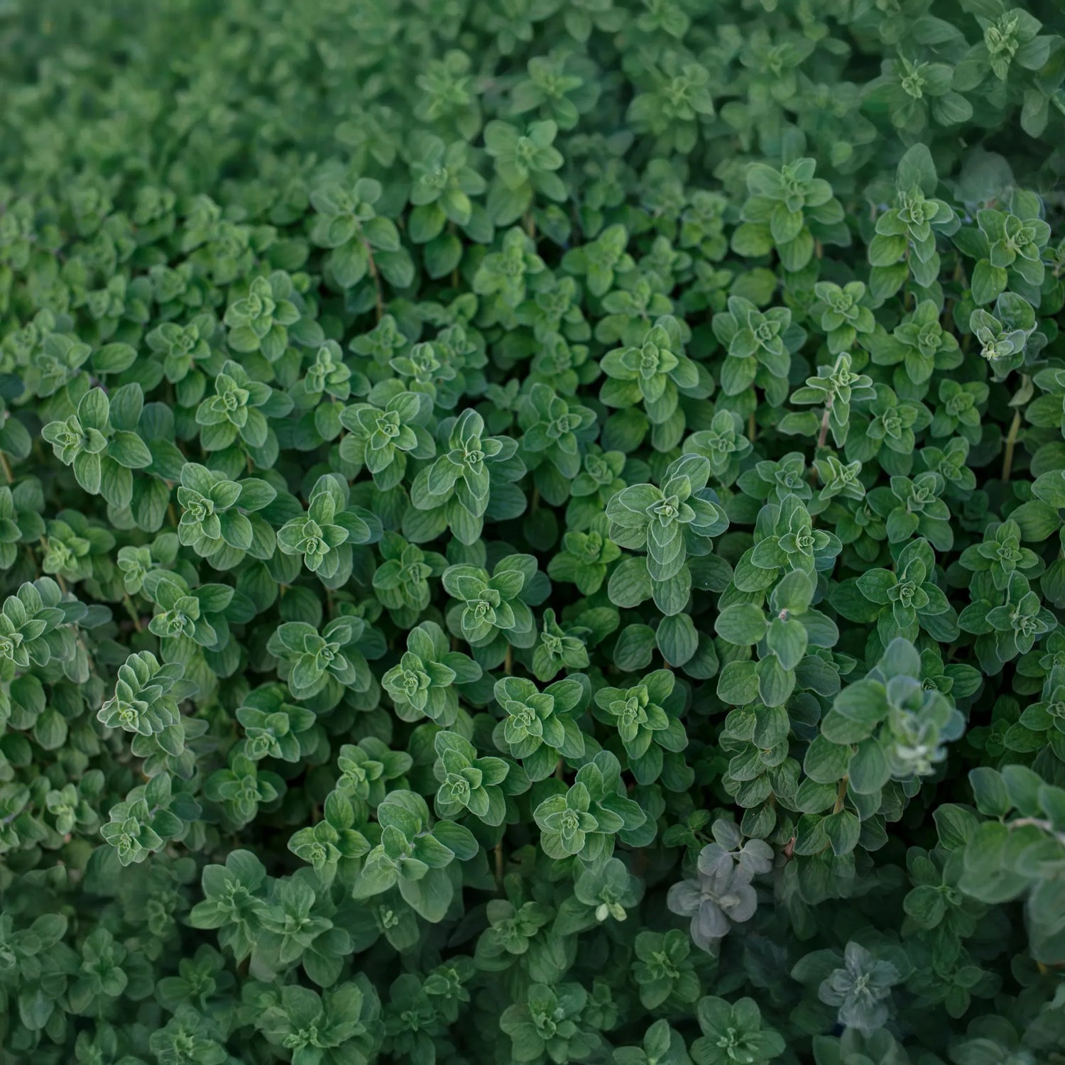 Plants + Seeds » Oregano - Little Red General Store