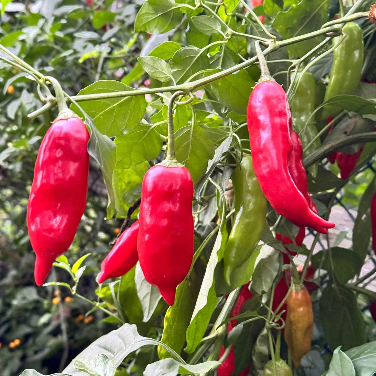 Plants + Seeds » Peppers - Little Red General Store