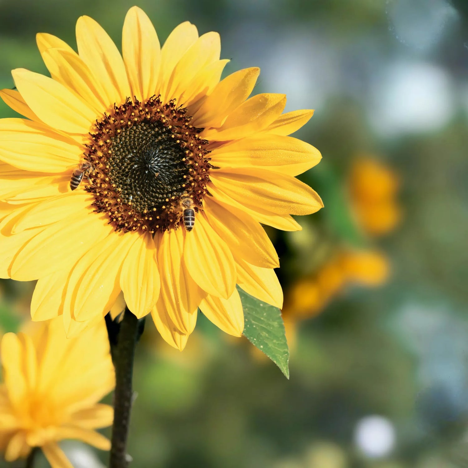 Plants + Seeds » Sunflower Plants - Little Red General Store