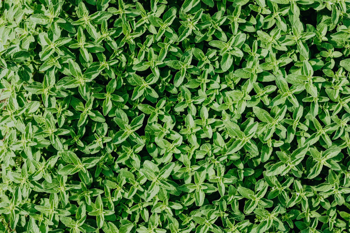 Plants + Seeds » Thyme - Little Red General Store