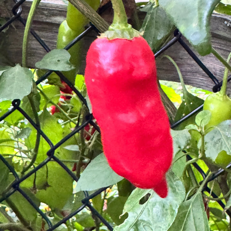 Products from Bohica Pepper Hut - Little Red General Store