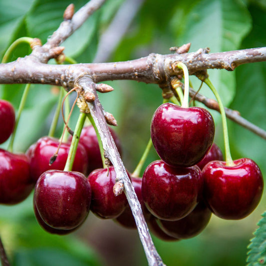 Lapins Cherry Tree – 3 ft. Semi-Dwarf, Self-Pollinating, Bare Root, Sweet Dark Cherries, High Yield, 2-Year-Old Fruit Tree