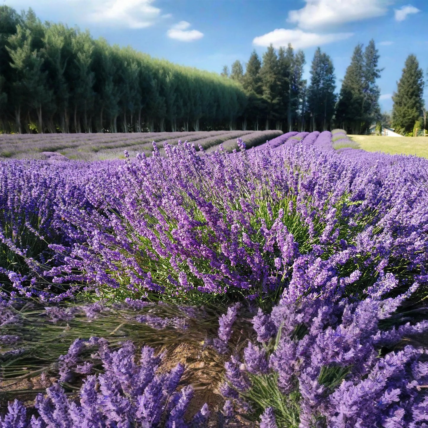 Lavender Live Plant Royal Velvet 3.5" Pot Herb Garden Aromatherapy