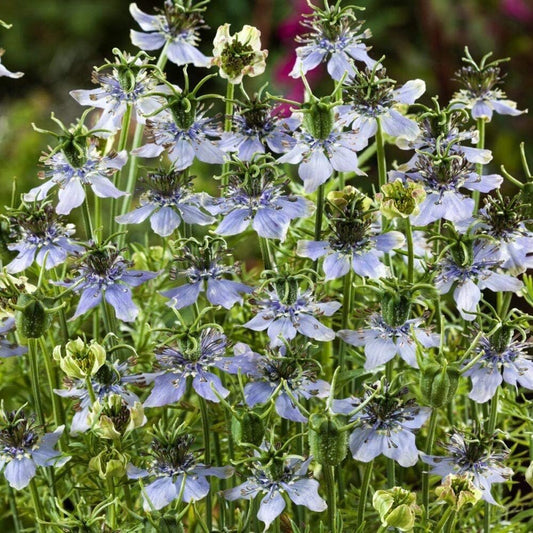 1000 Nigella Sativa Seeds - Black Cumin Herb, Flavorful Culinary Addition, Beautiful Ornamental