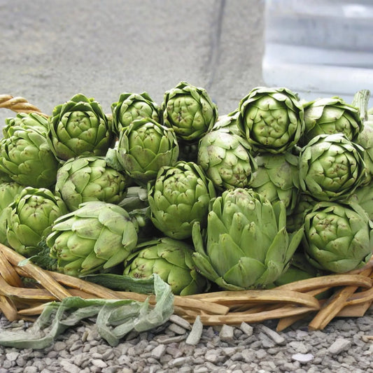Green Globe Artichoke Seeds - 50+ Non-GMO Heirloom Fresh Garden Seeds - Cynara scolymus