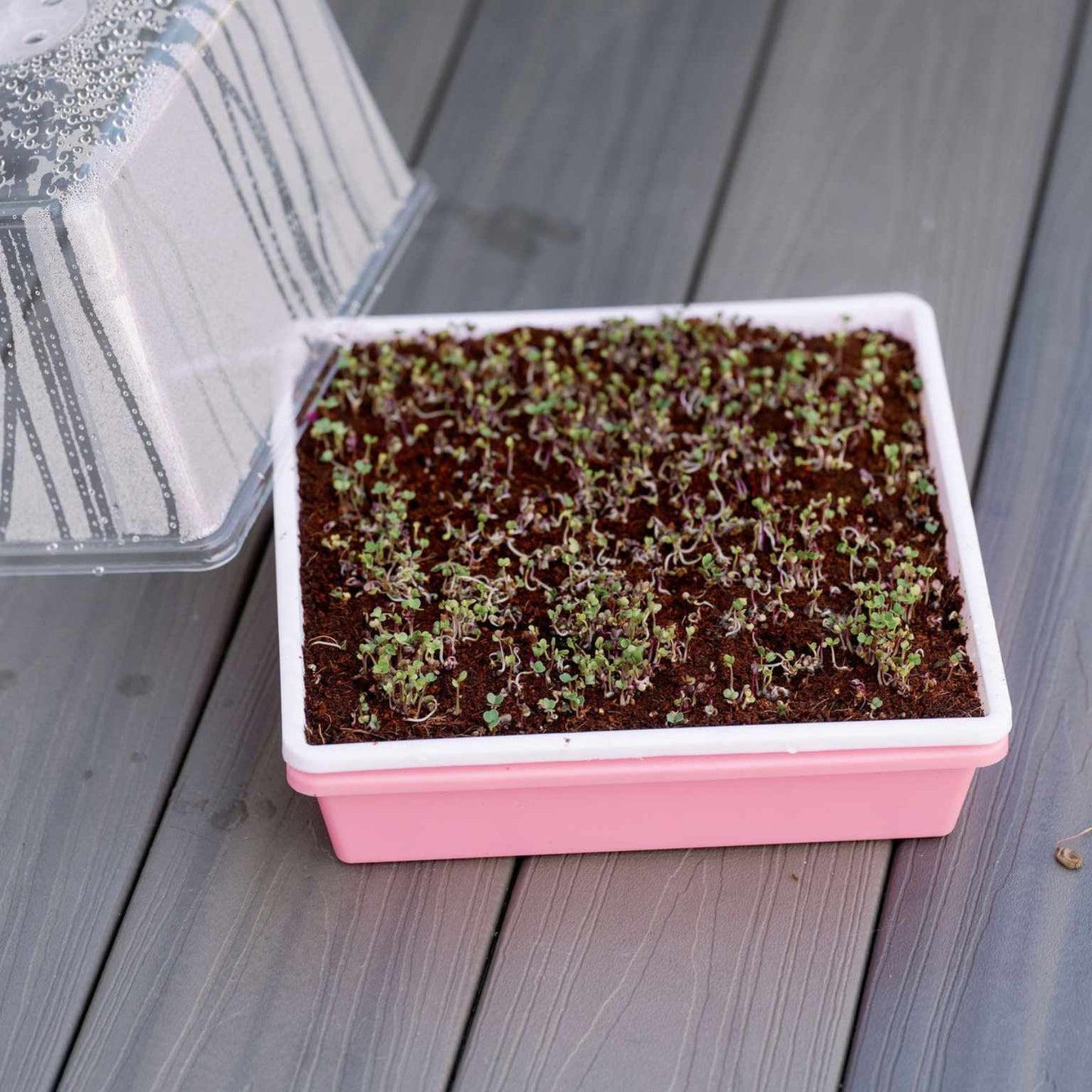 1010 Trays 2.5" Deep - Extra Strength