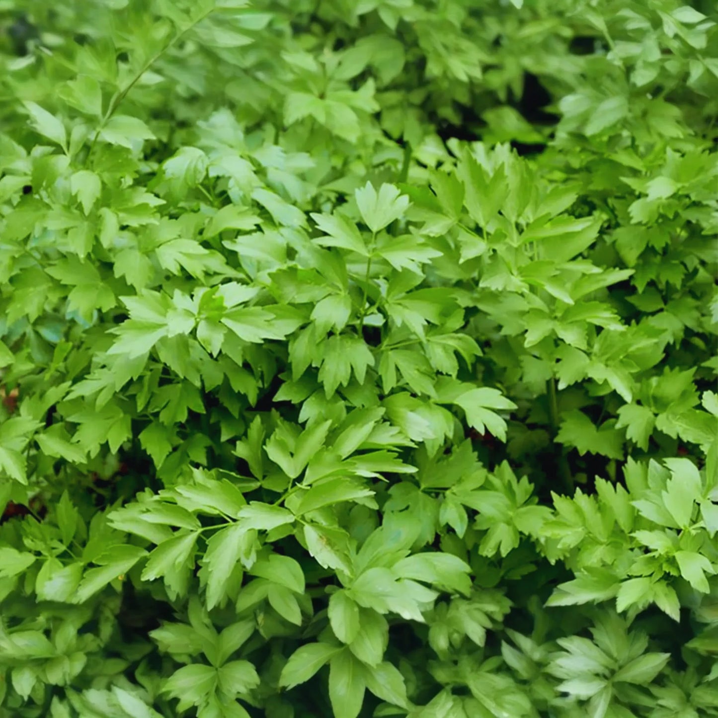 Lovage Seeds | Non-GMO Heirloom | Medicinal & Culinary Herbs | Levisticum officinale Fresh Garden Seeds